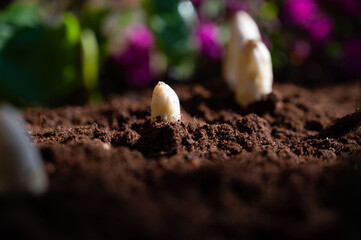 Harvesting of organic white asparagus on Dutch farm, spring growth on delicious vegetables in garden and blossom of azalea, Netherlands