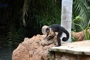 Central American white-faced capuchin (Cebus imitator)