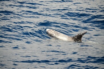 Fototapeta premium Wild delphins near Tenerife swimming