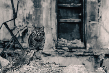 lonely frightened cat near a destroyed and burnt house in Ukraine