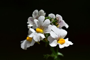 Weiße Elfensporn-Blüten im Frühling