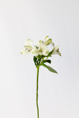 Alstromeria flowers on white wooden background