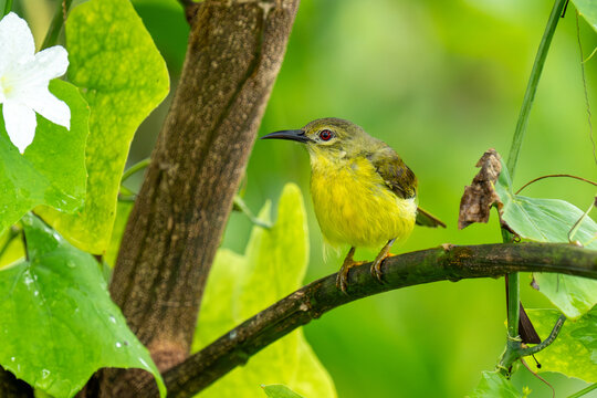 Female Brown-throated sunbird (Anthreptes malacensis), also known as the plain-throated sunbird close up on a tree in Singapore.