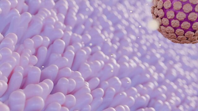 3d animation of Norovirus is a highly contagious virus that causes vomiting and diarrhea, and called the "stomach flu" or "stomach bug"	