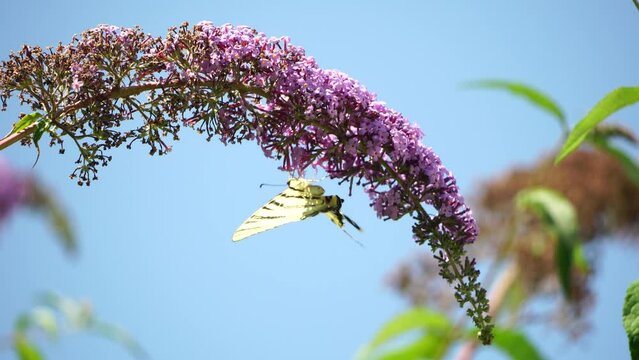 A common yellow swallowtail Papilio machaon on the flower of a butterfly bush Buddleja davidii . Close up, slow motion