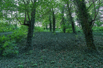 Old park in the historic part of Prague, capitol of Czech Republic with aged trees and carpet of ivy which is climb also on their trunks. Mystic place with wild and beautiful nature in city centre.