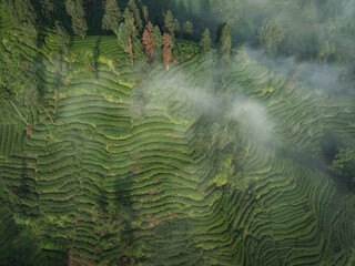 Aerial view of tea farm landscape in China