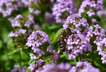 Biene an violetten Thymianblüten