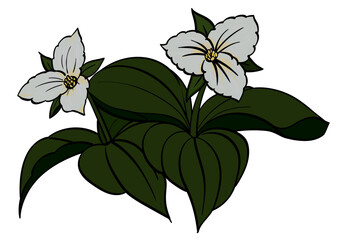 White Trillium, Ontario's Flower