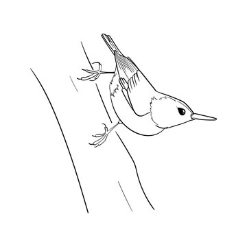 recommend clip art: Nuthatch line art