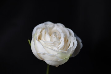 White Rose