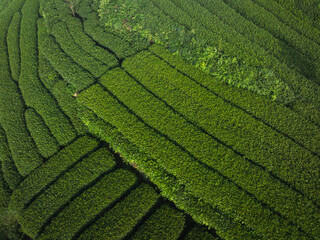 Aerial view of tea farm landscape in China