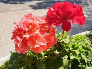 Pelargonium or geranium with red and pink flowers blooms in a pot on a walking path. - Powered by Adobe