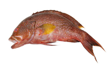 Fresh red spotted grouper fish isolated on white