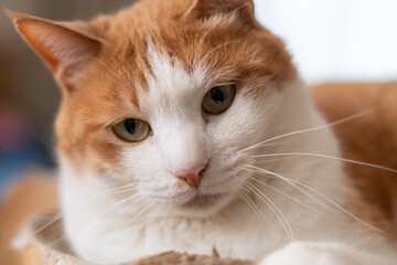 見つめる猫　茶トラ白