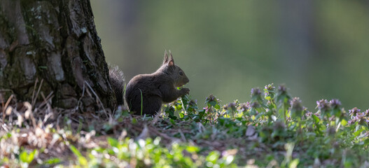 可愛いニホンリス