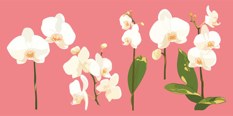 orchid clipart vector for graphic resources