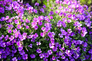 Small purple flowers blooming in spring like a purple carpet