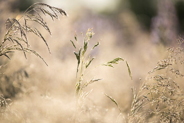 wildflowers in dew in the early morning on a sunny summer meadow