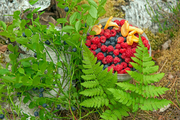 wild berries raspberries and blueberries and wild chanterelle mushrooms among fern leaves in the...
