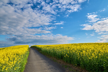 Asphalt road between fields of blooming rapeseed on a hill on a clear spring evening
