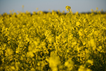 A field of blooming rapeseed with several flowering plants canola standing out