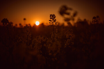 Sunset in a field of blooming rapeseed with contrasts of plants against a cloudless sky