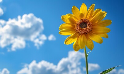 Obraz premium yellow flower and blue sky