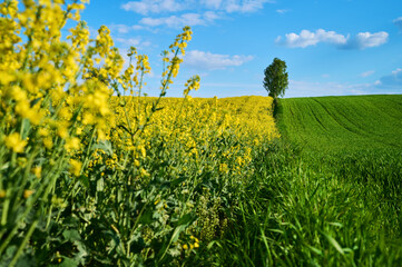 The margin between a green field of juicy and green grain and a field of blooming rapeseed, with...