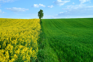 Frame divided in half between fields of green grain and yellow rapeseed