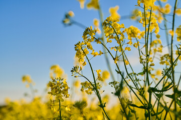Yellow blooming canola flowers in a rapeseed field