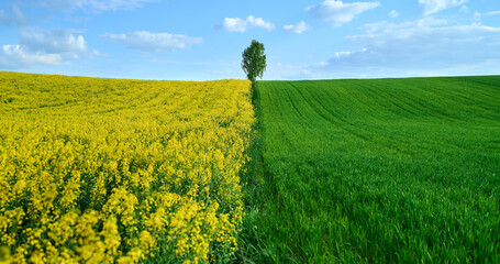 Panorama of beautiful, colorful rapeseed and wheat fields under a birch tree against the blue sky