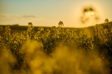 Picturesque rural view of rapeseed flowers in the evening