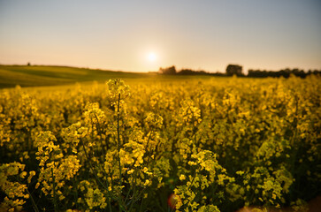 Rapeseed flower in a yellow rapeseed field on undulating terrain near the forest in the rays of the setting sun behind the tree
