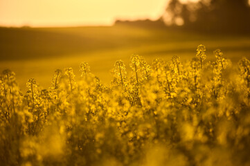 Rapeseed fields enliven the landscape with their intense golden color, encouraging a moment of...