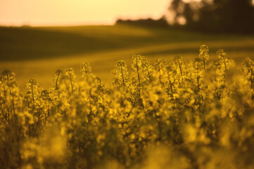 The yellow waves of blooming rapeseed illuminate the landscape; painting it with the colors of...