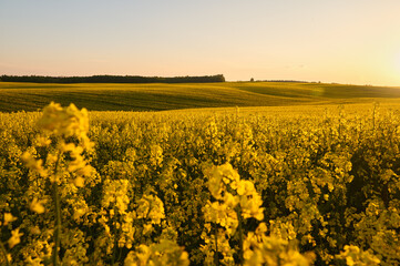 yellow rapeseed field on the undulating terrain near the forest in the rays of the setting sun