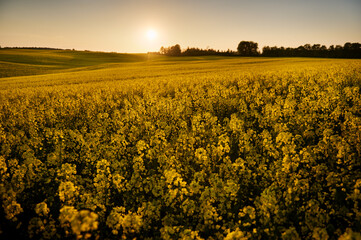 Panorama of a yellow rapeseed field on an undulating area near the forest in the rays of the...