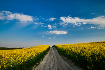 The dirt road winds between rolling rapeseed fields on a hill, under a blue sky with white clouds, painting an unforgettable picture of the harmony of nature