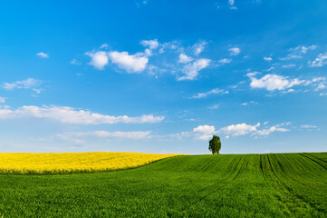 Blue sky with clouds over colorful fields of cereals and yellow flowering rapeseed