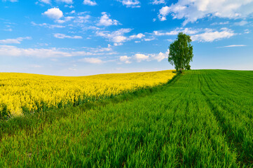 Picturesque wheat fields with blooming rapeseed; a lonely birch tree standing between them against...