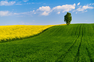 On a hill, a birch tree between fields of yellow rapeseed and green grain on agricultural...
