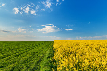 Two fields of grain, green grain and yellow flowering rapeseed under a blue sky