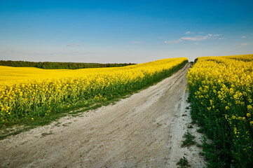 A sandy road picturesquely winding between golden rapeseed fields, which delight with their brilliant spring flowers, creating a contrast with the lush forest floating in the background