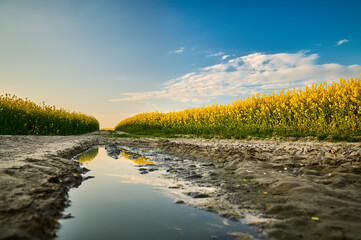 A puddle on a dirt road intertwines with golden fields of blooming rapeseed that illuminate the landscape with their intense yellow under a sky as blue as turquoise