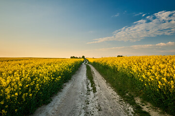 View of a dirt road winding between a field of blooming rapeseed at sunset in the countryside