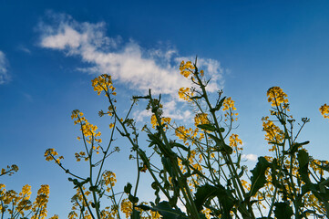 Stalks and flowers of yellow colza against the blue sky