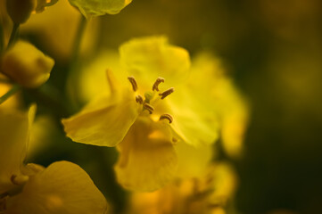 A rapeseed flower in the foreground shows its delicate petals, and small stamens and a neck gather inside