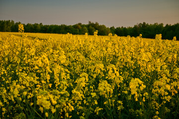 A field of blooming rapeseed in the field near the forest in the background