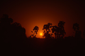 Rapeseed flowers exposed against the red sky, emphasizing their shapes in the light of the setting...